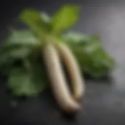 Fresh horseradish root with a vibrant green leaf
