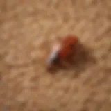 Close-up of pantry bug infestation in grains