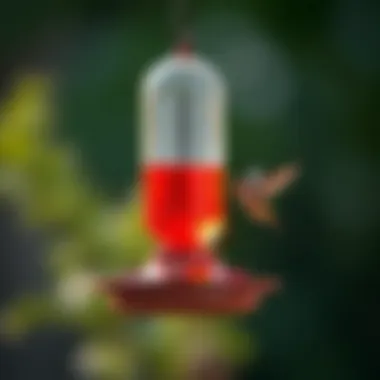 Vibrant Hummingbird Feeder A pristine hummingbird feeder filled with bright red nectar