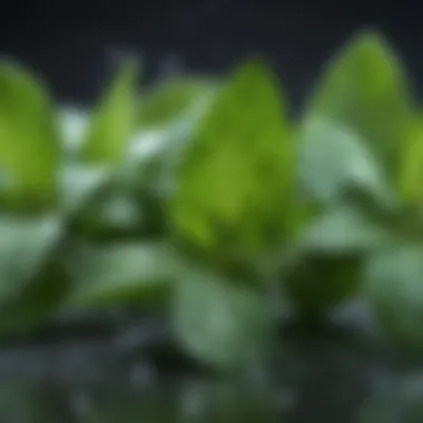 A close-up of fresh mint leaves with droplets of water