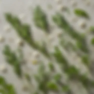 The Essence of Fresh Herbs in Ranch Dressing Fresh herbs used in ranch dressing