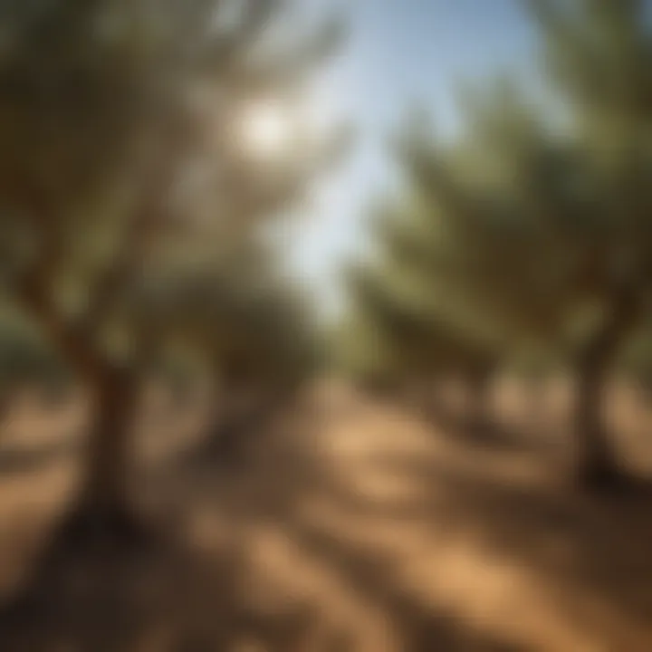 An olive grove basking in the sunlight, showcasing the beauty of olive trees