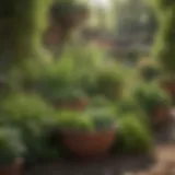 A well-maintained outdoor herb garden showcasing diverse plants.