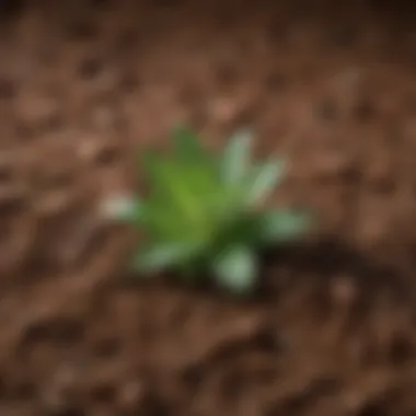Ideal Soil for Herbs Close-up of rich, brown soil ideal for herb cultivation.