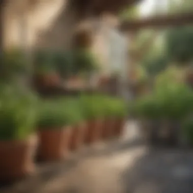 Optimal Site Selection for Herbs A sunny outdoor space selected for growing herbs.