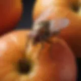 Close-up of a fruit fly on a ripe fruit