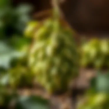 Hops in their natural form, highlighting aromatic qualities