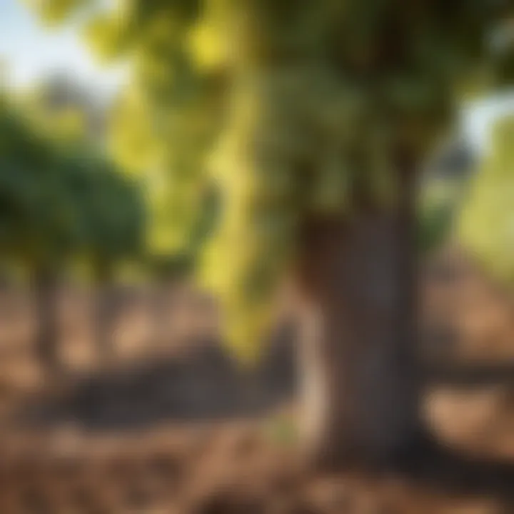 Vineyard landscape with grapes ready for harvest