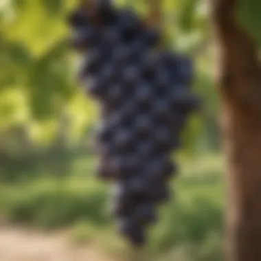 Rich Cabernet Sauvignon Grapes Close-up of Cabernet Sauvignon grapes on the vine