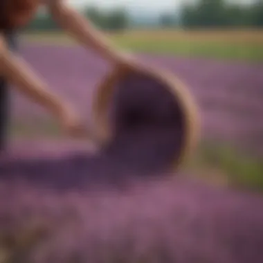 Harvesting Kares Purple Rice Harvesting Kares purple rice in a picturesque field.