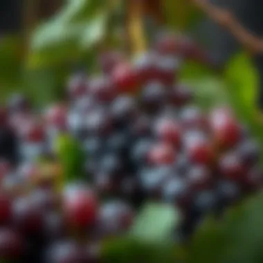 Grapes: The Foundation of Low-Sugar Wines Grapes used for low-sugar wine production