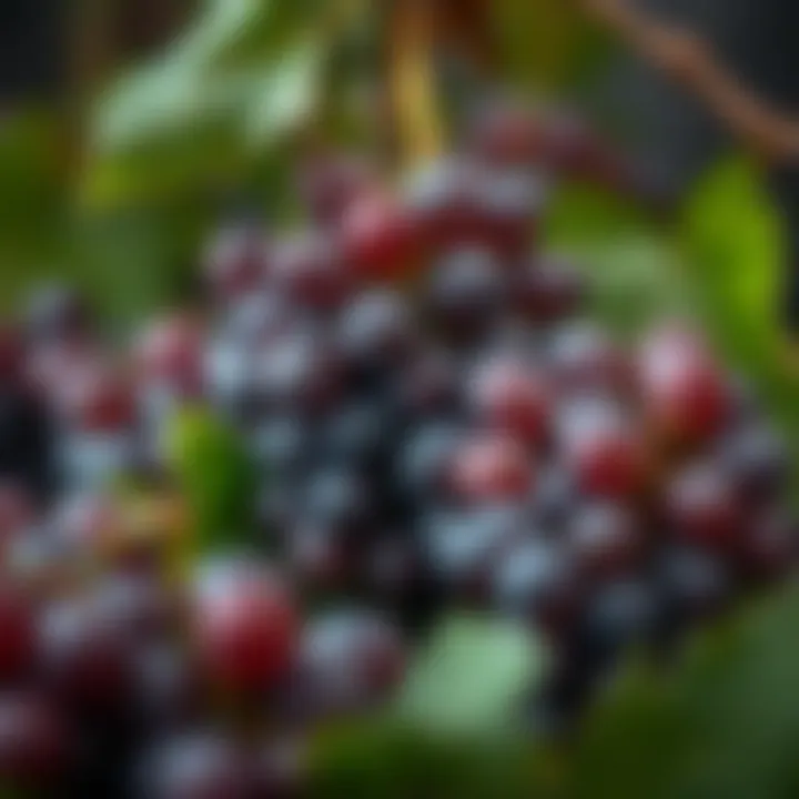 Grapes: The Foundation of Low-Sugar Wines Grapes used for low-sugar wine production
