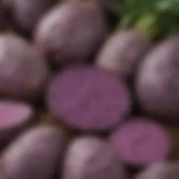 Vibrant Okinawan purple sweet potatoes in a garden setting