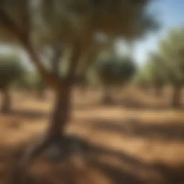 A picturesque landscape showcasing Greek olive trees