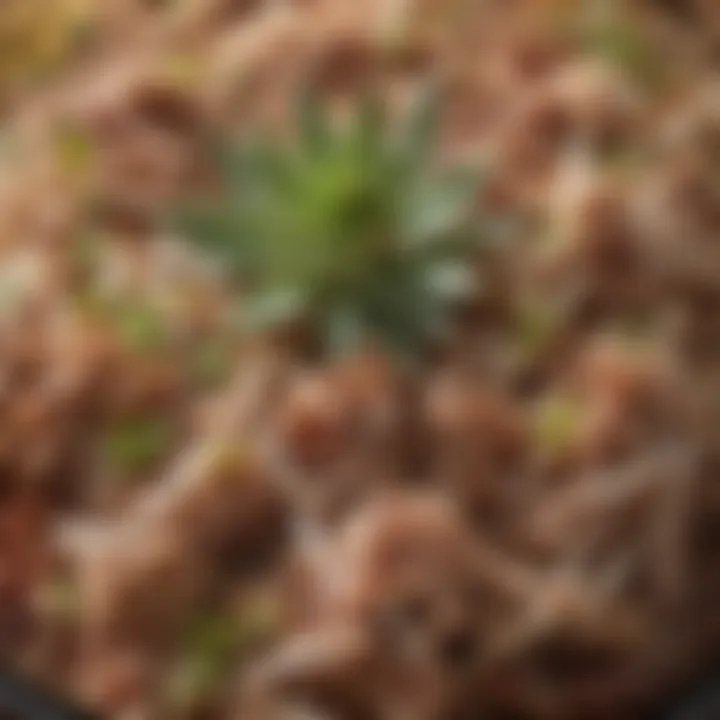 A close-up of succulent, shredded carnitas ready to be enjoyed