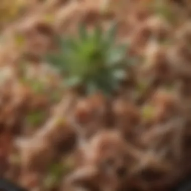 Succulent Shredded Delight A close-up of succulent, shredded carnitas ready to be enjoyed