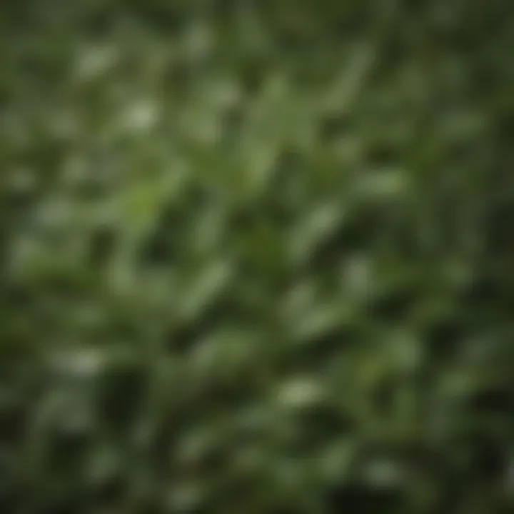 A close-up of fresh Darjeeling tea leaves, illustrating their unique characteristics.