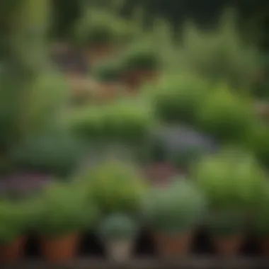 A vibrant garden filled with an array of aromatic herbs