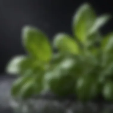 A close-up of fresh basil leaves with dew drops