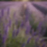 Lavender in full bloom, showcasing its vibrant purple hue