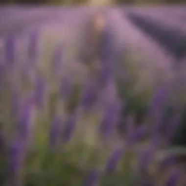 Lavender: A Fragrant Delight for Gardens Lavender in full bloom, showcasing its vibrant purple hue