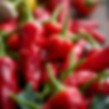 A close-up of freshly harvested Hatch red chiles ready for culinary use.