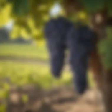 Vineyard landscape showcasing Cabernet Sauvignon grapes under a clear sky
