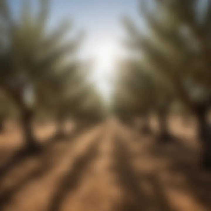 An olive grove under the sun, showcasing sustainable harvesting practices