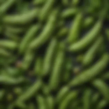 A close-up of vibrant fava bean pods, showcasing their lush green color and unique shape