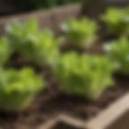Healthy lettuce seedlings in a garden bed