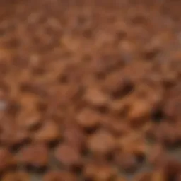 Close-up of honey roasted pecan pieces showcasing their glossy texture