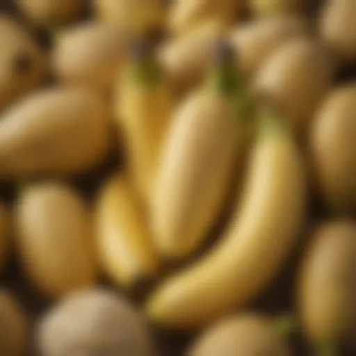 A cluster of ripe bananas ready for use in banana pudding