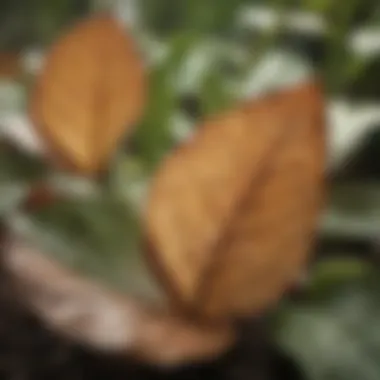 Close-up of wilting leaves showing signs of distress