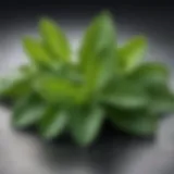 Close-up of fresh mint leaves showcasing their vibrant green color and texture.