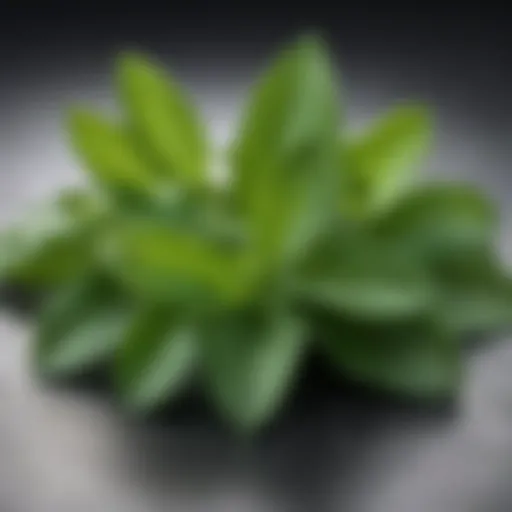 Close-up of fresh mint leaves showcasing their vibrant green color and texture.