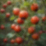 Vibrant rose hips on a bush