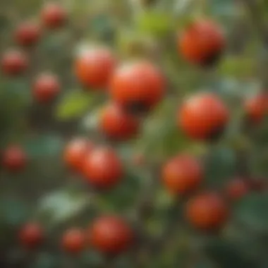 Vibrant rose hips on a bush
