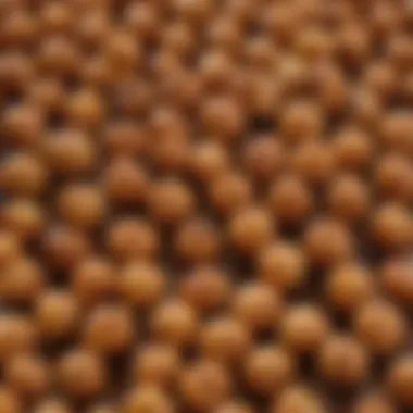 A close-up of roasted chickpeas showcasing their crispy texture.