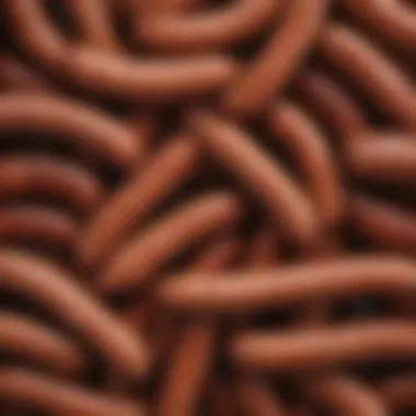 Natural Sausage Casings Natural sausage casings displayed in an elegant arrangement