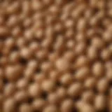 A close-up of high-quality peanuts ready for grinding