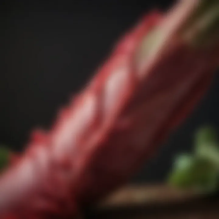 Close-up of a freshly harvested rhubarb stalk highlighting its texture