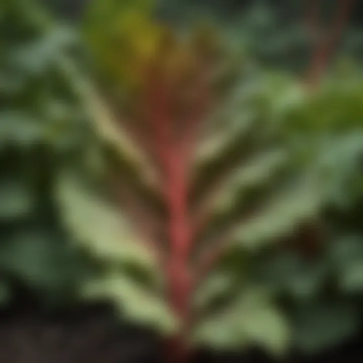 Rhubarb leaves in a garden setting illustrating ideal growth conditions