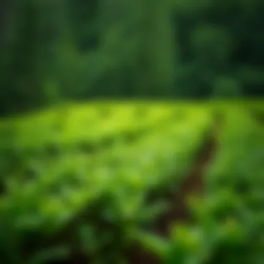 Origins of Matcha A scenic matcha farm surrounded by lush greenery