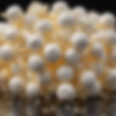 The Essence of Flavor: Vanillin's Structure Chemical structure of vanillin, the primary flavor compound