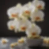 Vanilla orchids in bloom