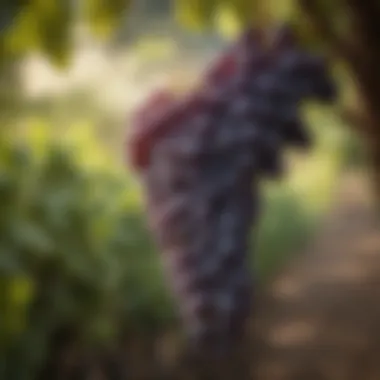 Ripe Malbec Grapes Awaiting Harvest A detailed view of Malbec grapes on the vine, ripe and ready for harvest