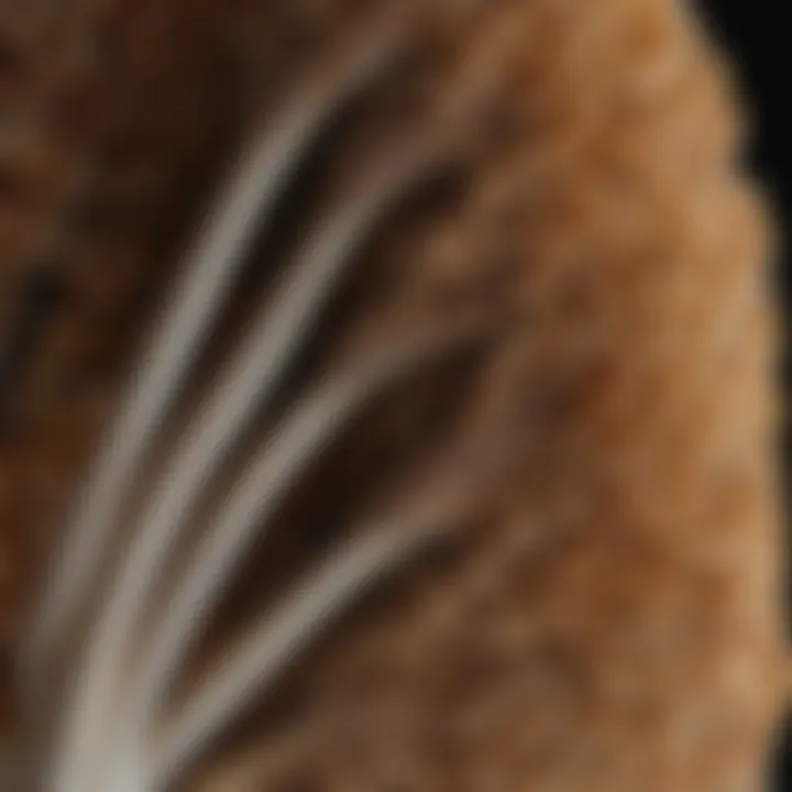 A close-up view of a mushroom's gills showcasing intricate details.