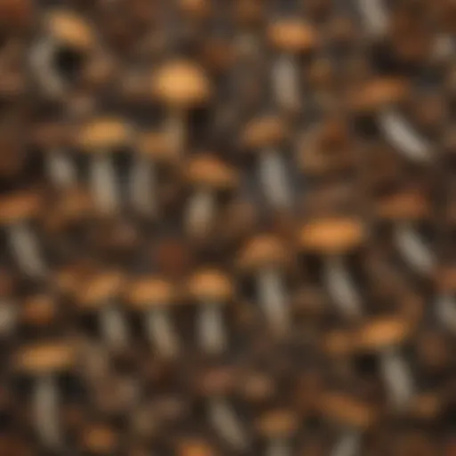 An array of wild mushrooms displayed on a rustic wooden surface.