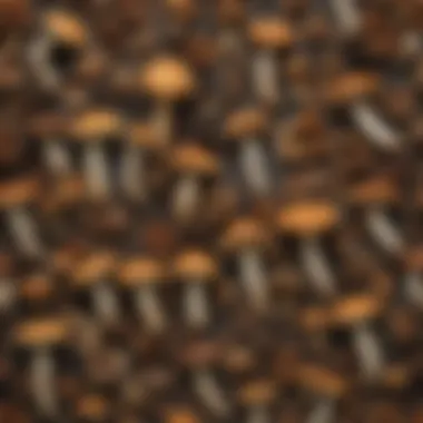 Diverse Wild Mushroom Collection An array of wild mushrooms displayed on a rustic wooden surface.