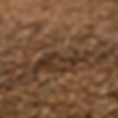 A close-up of rye grains showcasing their texture and color